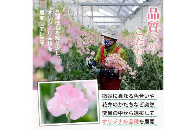 ＜農家直送＞スイートピー ミックス (100本) 期間限定 花 切り花 生花 九州産 国産 大分県 佐伯市 宇目 清幸農園【BZ64】【清幸農園(有)】