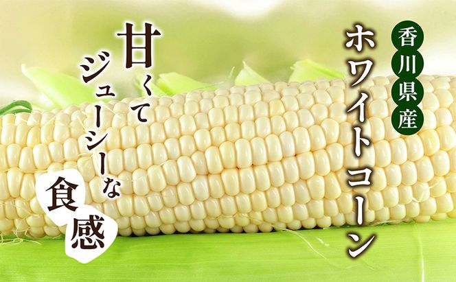 ホワイトコーン 約2.5kg 野菜 とうもろこし 野菜セット 