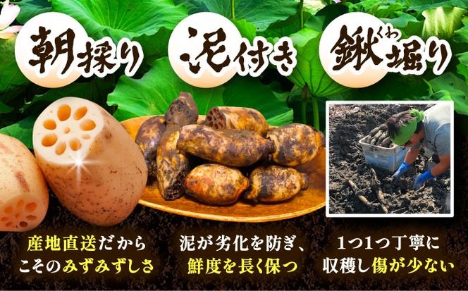 有機JAS認証 土付きレンコン 2kg れんこん 有機栽培 産地直送 野菜 愛西市 / 株式会社山三レンコン [AEBK003]