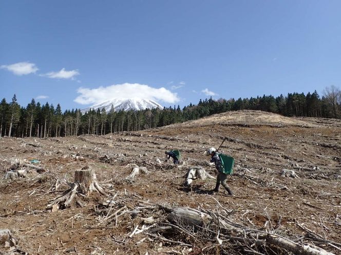 富士山の森づくり植樹代行(1本) FFA001-a