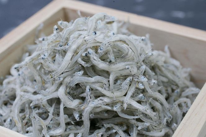 C6033_まるとも海産【冷蔵】特選 天日干し ちりめん 木箱 800g 紀州湯浅湾直送！