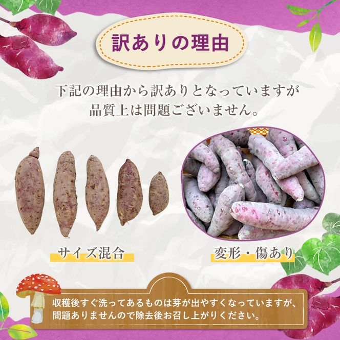＜先行予約受付中！2026年8月下旬以降順次発送予定＞訳あり！さつまいも (約10kg) 鹿児島県 阿久根市 さつま芋 サツマイモ 紅はるか 紅さつま シルクスイート 訳アリ 野菜 芋 イモ【松永青果】akn053-20