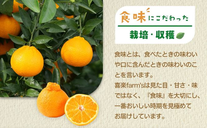 【産地直送】☆不知火☆家庭用☆約3kg   AL11