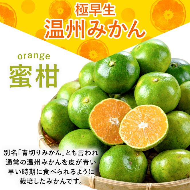 ＜先行予約受付中！2026年9月以降順次発送予定＞ 極早生 温州みかん (10kg) 国産 鹿児島県産 蜜柑 ミカン 柑橘 果物 果実 フルーツ 極早生みかん 温州みかん 青切りみかん 期間限定 数量限定 【鹿児島いずみ農業協同組合】 akn018-07