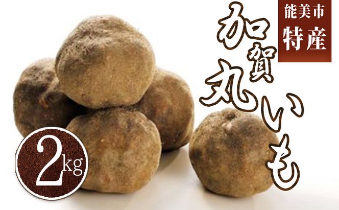 能美市産 加賀丸いも 2kg 野菜 芋 