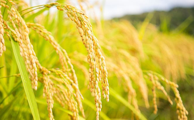 令和7年産 特別栽培米つやっ娘米 5kg 丹後こしひかり お米 米 ご飯 コシヒカリ つやっ娘 丹後 宮津 京都 海の京都 特別栽培米 グルメ 