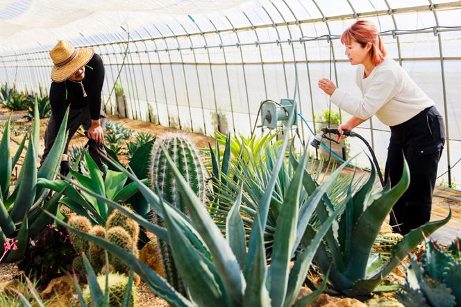 鹿嶋市産アガベ！パリー・ホーチエンシス『ウェイクフィールド』【観葉植物 自然 お庭 インテリア 多肉 アガベ 5号 鉢 ナチュラル 20000円以下】（KCP-8）