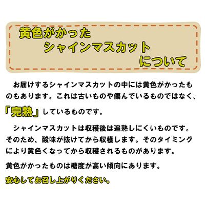 ぶどう2026年 先行予約 岡山 名産 晴王 シャイン マスカット たっぷり2kg！9月上旬以降順次発送 ギフトにも ブドウ 葡萄 岡山県産 国産 フルーツ 果物 ギフト用 贈答用 皮ごと 種なし 産地直送 