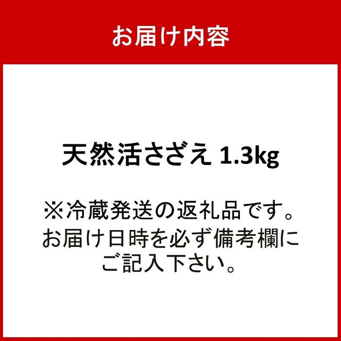 【冷蔵発送】漁師直送!天然活さざえ1.3kg_1067R