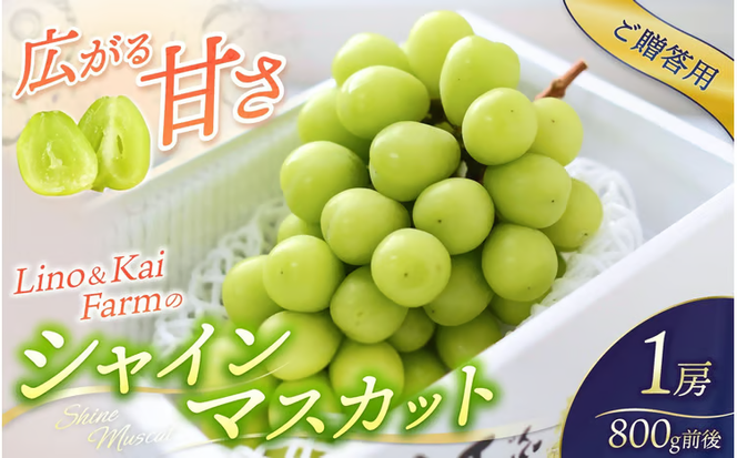 【2026年先行予約】 【ご贈答用】 Lino＆Kai Farmのシャインマスカット 1房 （約700～800g） 化粧箱入り / 朝採れ ぶどう 岡山 真庭市 シャインマスカット 高級 ギフト 大粒 果物 贈答 人気 産地直送 国産 数量限定 種なし 【linokai009-02】