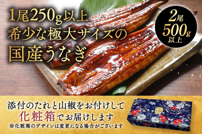 （6月）国産 希少 極大 特上うなぎ(250g×2尾)
