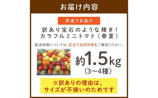 訳あり 宝石のような輝き！カラフルミニトマト 約1.5kg（春夏）（2026年5月下旬～発送） とまと みにとまと 甘い サラダ 色とりどり 生産者応援 農家応援 送料無料　MY00012