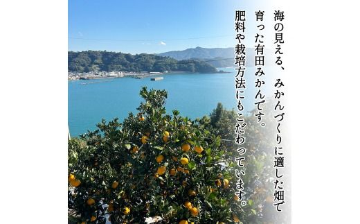 家庭用 訳あり 有田みかん 和歌山 2L,3Lサイズ  箱込み5㎏【10月上旬～1月下旬頃に順次発送】/ みかん フルーツ 果物 くだもの 有田みかん 蜜柑 柑橘【ktn011】