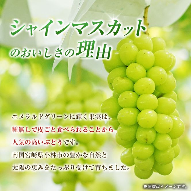 【定期便・全2回】完熟マンゴーとシャインマスカット定期便（マンゴー 完熟マンゴー アップルマンゴー ブドウ ぶどう マスカット 定期便）