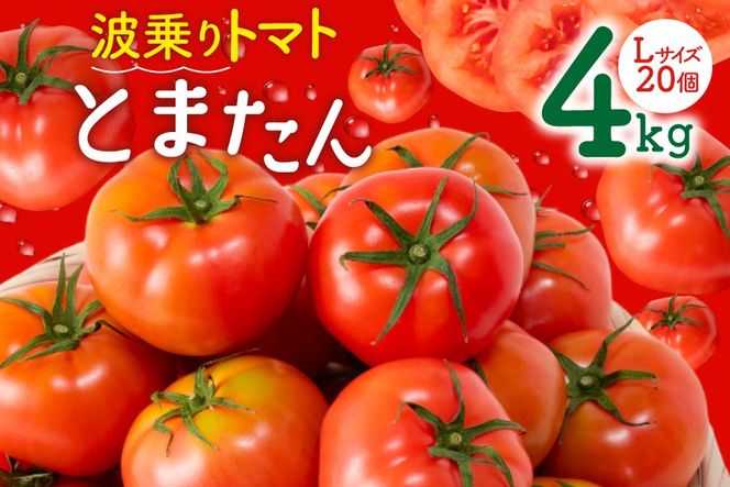 y{錧CszyԌ蔭zg g}g Ƃ܂ 4kg (20) [TtbV_ {錧 Cs 20564139]  Ƃ܂ Y Ė ₳ ς T_ Tbp VN Â Jv[[ Rs