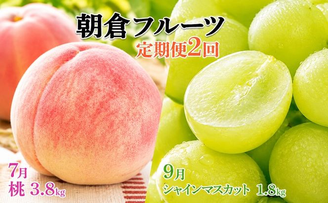 限定 数量 定期便 2回 桃 シャインマスカット 2027年 発送 フルーツ 夏のフルーツ定期便 果物 もも モモ マスカット デザート 朝倉 ※配送不可 離島
