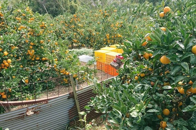 【先行受付】【数量限定】早生みかん（生果）5kg（2025年11月上旬より順次発送）IKTQ005