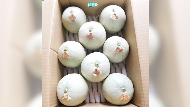 プリンスメロン ( 7～8玉 入り) 1箱 約 5kg フルーツ 果物 くだもの お取り寄せ 茨城県産 産直 直送 【 先行予約 5月下旬 以降発送 】【 令和7年産 】【 農家直送 】【 昭和の大衆メロン 】 [AX020ya]