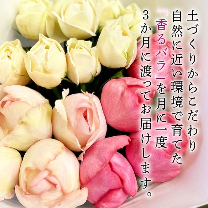 【3ヶ月定期便】 バラ 花束 ブーケ 朝摘み 3種類 薔薇 花 ばら パフューム ローズ 生花 ギフト 花 プレゼント 祝い 母の日 卒業式 贈り物 贈答 記念日 香り 静岡県 藤枝市