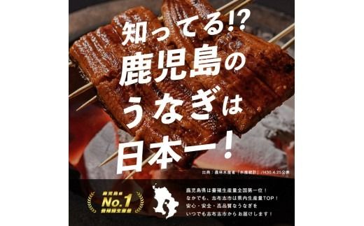 【志布志市制20周年記念】【10営業日以内に発送】鹿児島県産うなぎ蒲焼 名水慈鰻 2尾（1尾あたり140～210g・計350g以上） a3-236