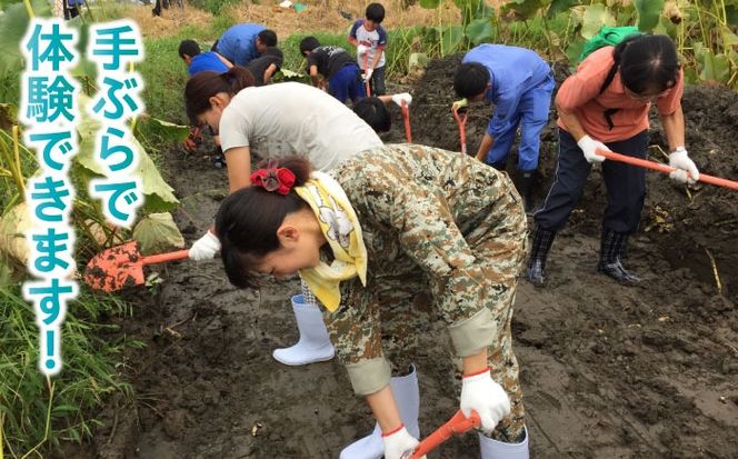 蓮根(レンコン)掘り体験 ペアチケット 【清水食品株式会社】 れんこん 食育 体験 産地直送 愛西市/ 清水食品株式会社[AEAJ004]