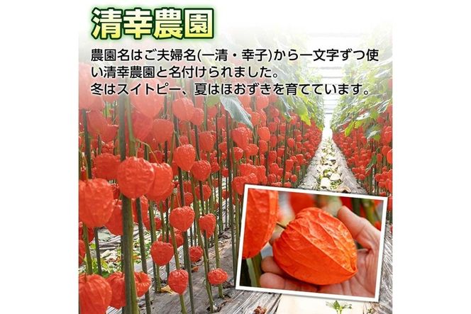 ＜先行予約受付中！お盆前頃に発送予定＞驚きの大きさ！ 宇目産ほおずき(5本・2L) 生花 お盆 仏花 鬼灯 お盆飾り お供え 盆 ホウズキ 盆 飾り 切花 切り花 大分県 佐伯市【BZ63】【清幸農園】