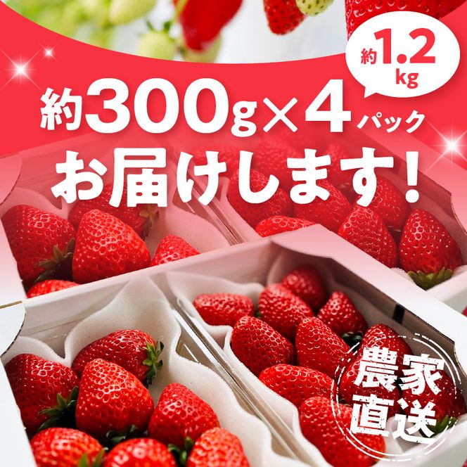 朝摘み 完熟 まりひめ いちご 約300g×4パック (合計約1,200g)_AB7335