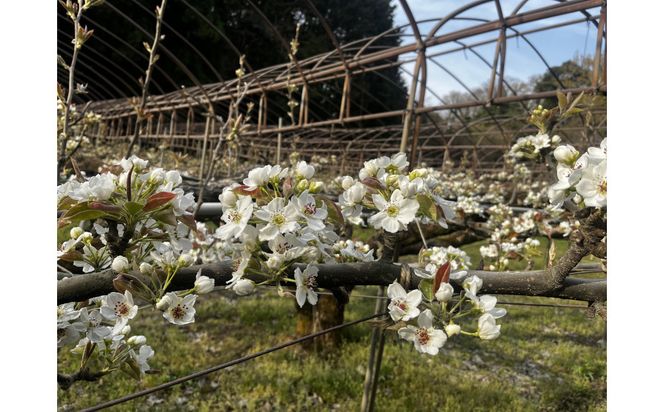 1257.【2026年度発送先行予約】訳あり　新甘泉　5kg 313726_CS003