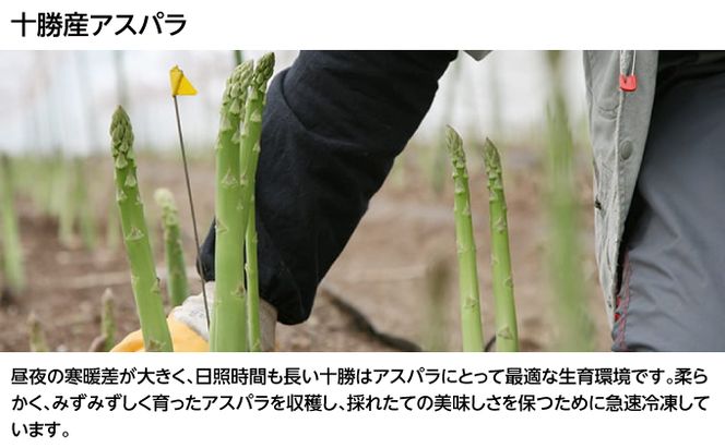 北海道十勝のコロッケ 70g×6個（アスパラベーコン）［木川商店］【 加工品 惣菜 冷凍 アスパラガス 野菜 レンジ お手軽 簡単 北海道 十勝 幕別 】