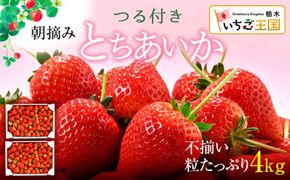 【訳あり】いちご とちあいか不揃い粒 2kg×2箱 計4kg ※2027年5月～発送