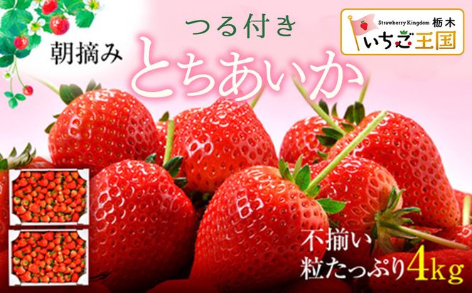 【訳あり】いちご とちあいか不揃い粒 2kg×2箱 計4kg ※2027年5月～発送
