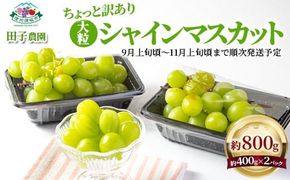 【ちょっと訳あり】大粒シャインマスカット パック詰め 約800g (約400g×2パック) 《田子農園》産直 新鮮 秋の行楽 デザート■2025年発送■※9月上旬頃～11月上旬頃まで順次発送予定