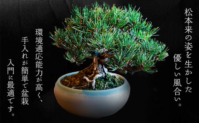高松盆栽 五葉松 「威風堂々」を販売 ｜盆栽妙 – 盆栽妙 本店