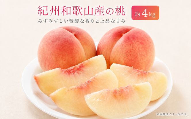 紀州和歌山産の桃　約4kg　化粧箱入 ※2027年6月下旬頃〜8月上旬頃順次発送（お届け日指定不可）【uot723A】