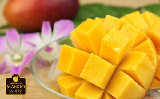 【 先行予約 2026年発送 】マンゴランのこだわりマンゴー 1kg