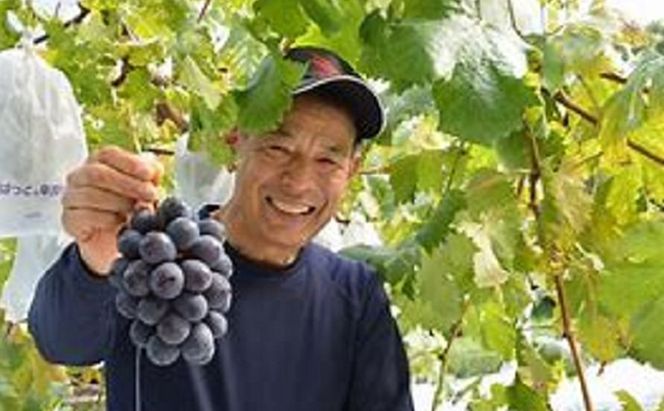 ぶどう 2026年度 早期受付 天空の葡萄(登録商標) ニュー ピオーネ 3～4房 2kg以上 1箱 美味しい笑顔をお約束 葡萄 フルーツ 岡山 高梁市産