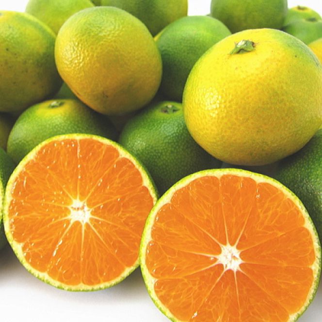 【先行予約】特撰 ゆら早生有田みかん 5.2kg(5kg+200g(傷み補償分))