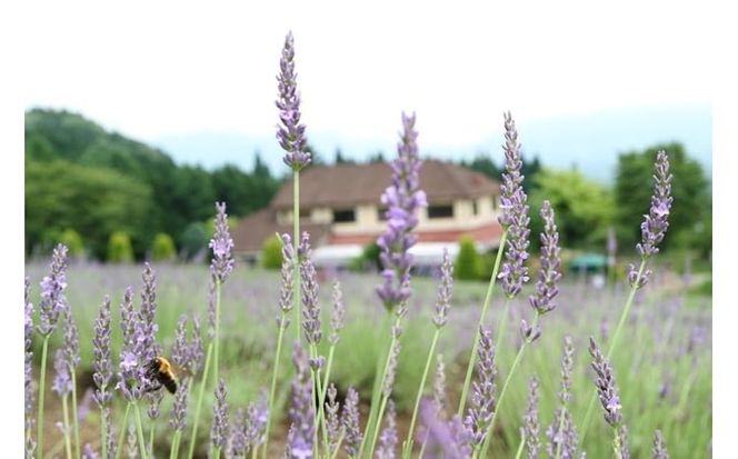 【マツリカサボン】 オーガニック石けん３種類セット（ラベンダー・ヤマブドウ・クロモジ）/ オーガニック せっけん 自然素材 石鹸 岡山 真庭 蒜山 肌にやさしい こだわり 手作り 無添加 ハーブ ラベンダー クロモジ ヤマブドウ ギフト 贈り物 フルサイズ MATSURIKA SAVON (MATSU-12) 【savon002-01】