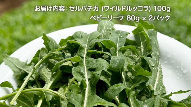セルバチカ (ワイルドルッコラ) 100g と ベビーリーフ (80g × 2パック) の 黒澤農園 お試しセット ベビーリーフサラダ 生野菜 食べやすい 若葉 ファミリー 旬 新鮮 国産 彩り サラダ さらだ ルッコラ ハーブ 新鮮 国産 辛い セルバチコ ベビーリーフ イタリア野菜 イタリア料理 イタリアン パスタ 高級 トッピング 大容量 たっぷり 味見 [DS07-NT]