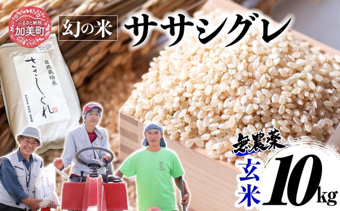 【新米予約】《 希少品種米 》 米 令和8年 宮城県産 ササシグレ ( 栽培期間中農薬・肥料不使用 ) 玄米 10kg ｜ 宮城県 加美町 お米 こめ コメ 無農薬 ささしぐれ ササニシキ の 父 ｜ nt-ss10-gn-r8 | nt-ss10-gn-r8