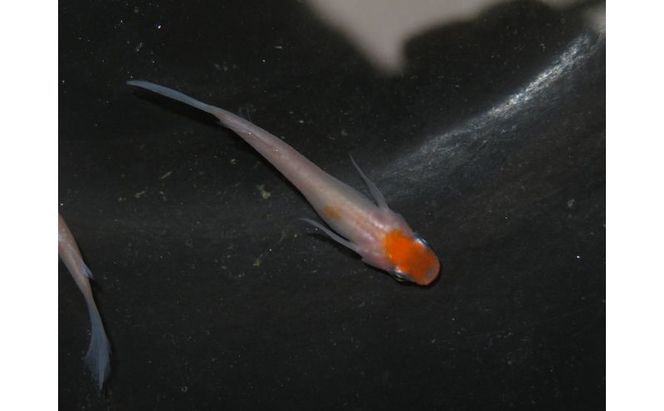 メダカ 松井ヒレ長リンカ紅白 めだか 魚 観賞魚 観賞用 飼育 ペット 淡水 生体 生物 西正ナチュラルライフ 嵐山町 埼玉県