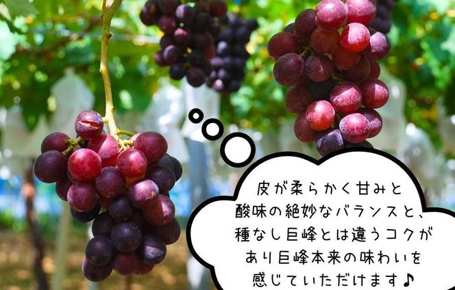 ぶどう 巨峰 種あり 3kg 5～9房 和歌山県産 クール便対応 【みかんの会】AX290