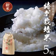 【令和8年産】【産地直送】特別栽培米 宮津産丹後コシヒカリ「つやっ娘」5kg 米 こしひかり 精米 コシヒカリお米 myz06 myz11 myz19