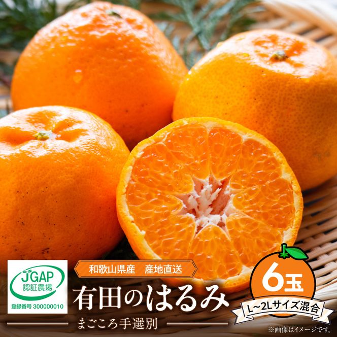 【2027年先行予約】和歌山県産 有田の はるみ 6玉 (L～2Lサイズ混合)_ZE6093n