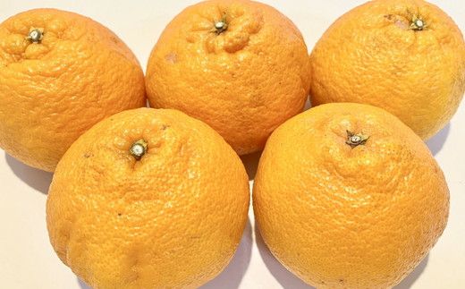 【先行予約】【農園直送】和歌山県産 不知火 約9kg（サイズ混合・ご家庭用）