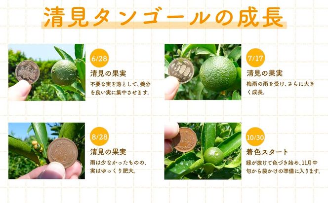 【先行予約】清見タンゴール（貯蔵・生果5kg）※離島への配送不可（2026年4月下旬より順次発送予定） IKTBD007
