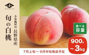 旬の白桃 約900g 約2kg 約3kg 選べる内容量 ［小布施屋］ 長野県産 白桃 もも モモ フルーツ 果物 期間限定 数量限定 長野県産 信州産 クール便 冷蔵便 たまき なつき あかつき 川中島白鳳 川中島白桃など 先行予約 2025 令和7年産 【2025年7月上旬～9月中旬発送】