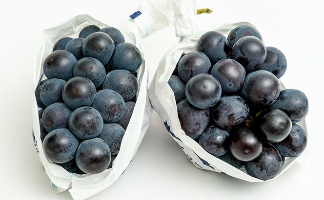 ぶどう 2026年 先行予約 ニュー ピオーネ 2房（1房480g以上）約1kg 化粧箱入り ブドウ 葡萄  岡山県産 国産 フルーツ 果物 ギフト 甘みが強い 酸味 皮離れがいい 大粒 食べ応え 