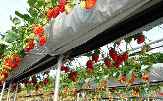 【数量限定】産地直送!！めぐりーんの完熟いちご（章姫） 4パック F4N-2735