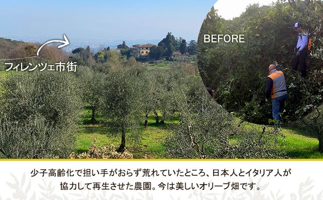 【五つ星ホテル指名買い】 トスカーナ産 エキストラ バージン オリーブオイル (183.2g×3本) 2026年4月中旬より順次発送 調味料 油 オリーブ油 食用油 静岡県 袋井市